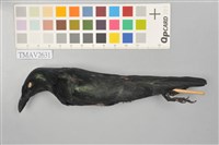 藏品(輝椋鳥)的圖片